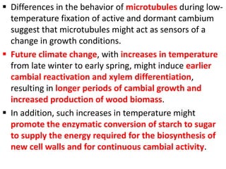  Differences in the behavior of microtubules during low-
temperature fixation of active and dormant cambium
suggest that microtubules might act as sensors of a
change in growth conditions.
 Future climate change, with increases in temperature
from late winter to early spring, might induce earlier
cambial reactivation and xylem differentiation,
resulting in longer periods of cambial growth and
increased production of wood biomass.
 In addition, such increases in temperature might
promote the enzymatic conversion of starch to sugar
to supply the energy required for the biosynthesis of
new cell walls and for continuous cambial activity.
 