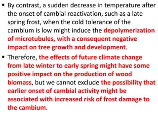  By contrast, a sudden decrease in temperature after
the onset of cambial reactivation, such as a late
spring frost, when the cold tolerance of the
cambium is low might induce the depolymerization
of microtubules, with a consequent negative
impact on tree growth and development.
 Therefore, the effects of future climate change
from late winter to early spring might have some
positive impact on the production of wood
biomass, but we cannot exclude the possibility that
earlier onset of cambial activity might be
associated with increased risk of frost damage to
the cambium.
 