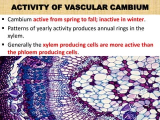 ACTIVITY OF VASCULAR CAMBIUM
 Cambium active from spring to fall; inactive in winter.
 Patterns of yearly activity produces annual rings in the
xylem.
 Generally the xylem producing cells are more active than
the phloem producing cells.
 