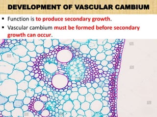 DEVELOPMENT OF VASCULAR CAMBIUM
 Function is to produce secondary growth.
 Vascular cambium must be formed before secondary
growth can occur.
 