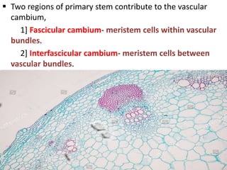  Two regions of primary stem contribute to the vascular
cambium,
1] Fascicular cambium- meristem cells within vascular
bundles.
2] Interfascicular cambium- meristem cells between
vascular bundles.
 