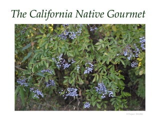 The California Native Gourmet

© Project SOUND

 