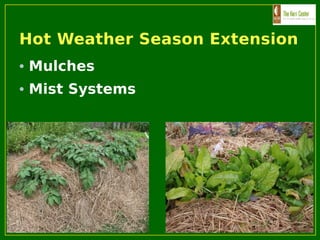 Hot Weather Season Extension
• Mulches
• Mist Systems
 