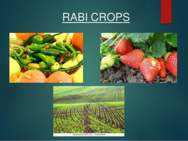 seasons crops and loo class 9 ppt crops ppt