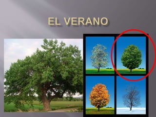 Seasons in Spanish