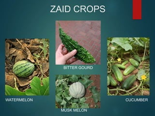 ZAID CROPS
WATERMELON CUCUMBER
BITTER GOURD
MUSK MELON
 