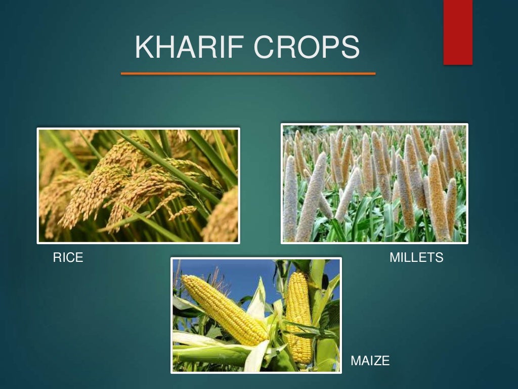 Seasons and Crops Class 9 PPT