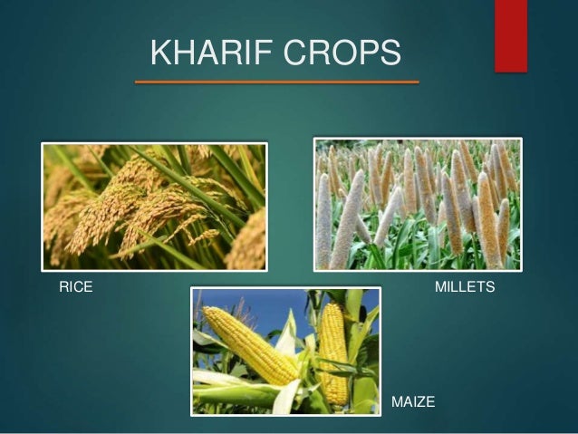 seasons and crops class 9 ppt crops ppt