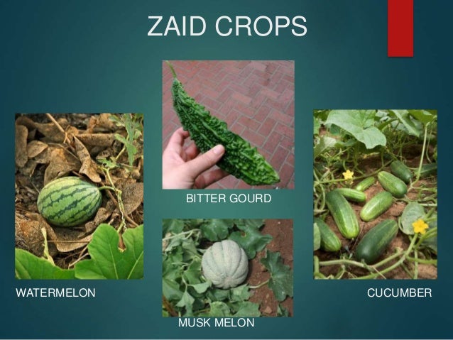 Seasons And Crops Class 9 PPT