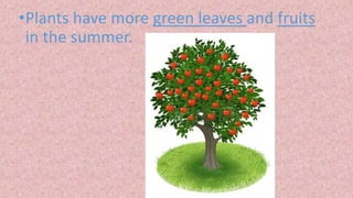 •Plants have more green leaves and fruits
in the summer.
 