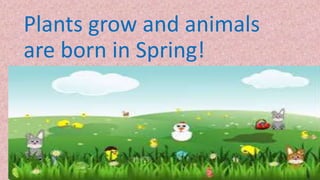 Plants grow and animals
are born in Spring!
 