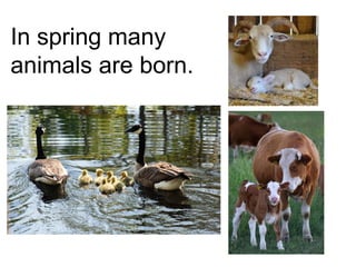 In spring many
animals are born.
 