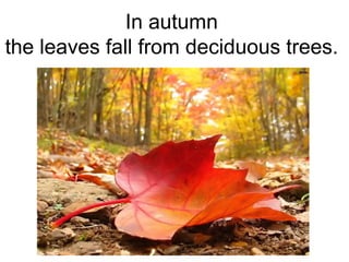 In autumn
the leaves fall from deciduous trees.
 
