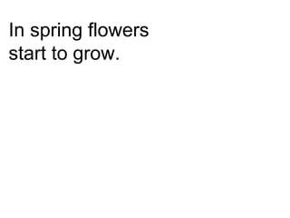 In spring flowers
start to grow.
 