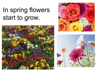 In spring flowers
start to grow.
 