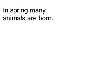 In spring many
animals are born.
 