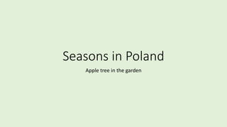 Seasons in Poland
Apple tree in the garden
 