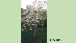 3.05.2016
 