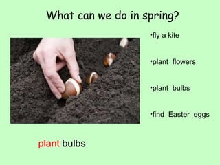 What can we do in spring? 
•fly a kite 
•plant flowers 
•plant bulbs 
•find Easter eggs 
plant bulbs 
 