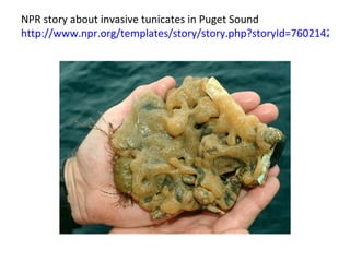   NPR story about invasive tunicates in Puget Sound http://www.npr.org/templates/story/story.php?storyId=7602142 