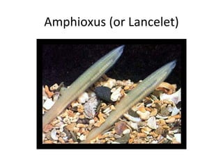Amphioxus (or Lancelet) 