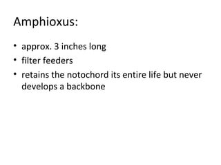 Amphioxus: approx. 3 inches long filter feeders retains the notochord its entire life but never develops a backbone 