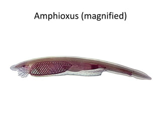 Amphioxus (magnified) 