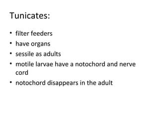 Tunicates: filter feeders have organs sessile as adults motile larvae have a notochord and nerve cord notochord disappears in the adult 