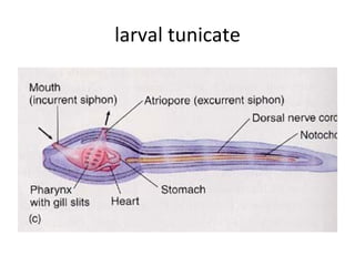 larval tunicate 