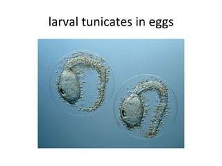 larval tunicates in eggs 