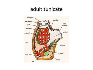 adult tunicate 