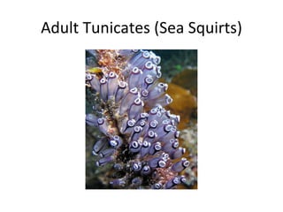 Adult Tunicates (Sea Squirts) 