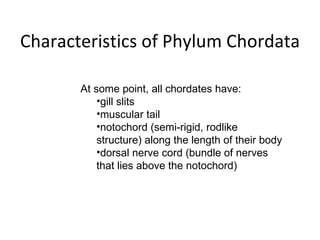 Phylum Chordata Characteristics