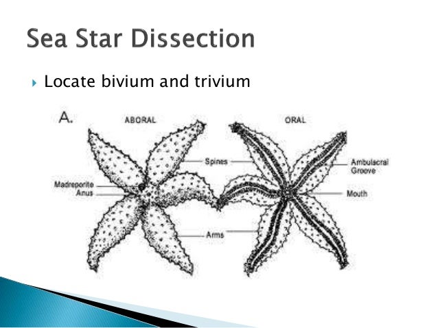 Sea star dissection