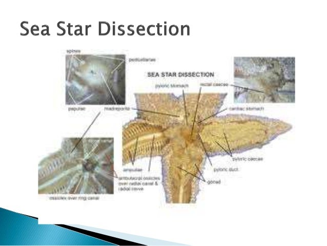 Sea star dissection