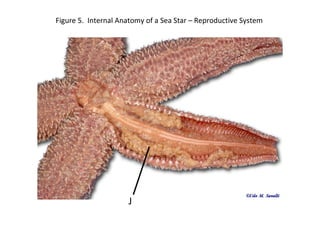 Figure 5. Internal Anatomy of a Sea Star – Reproductive System
J
 