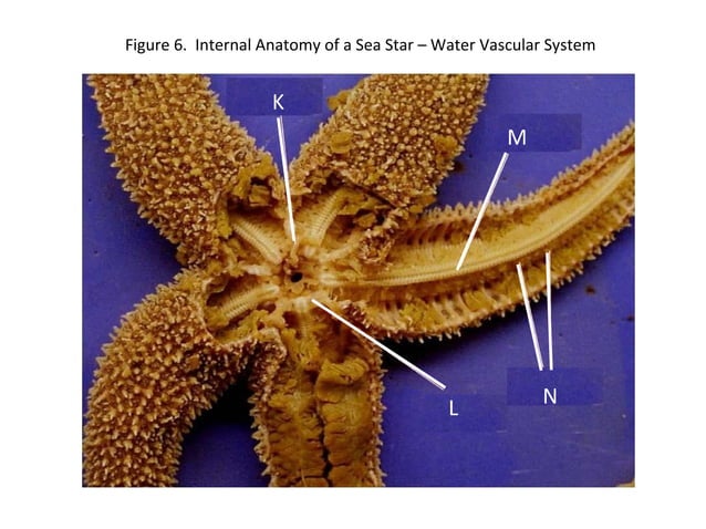 Sea star dissection powerpoint | PPT