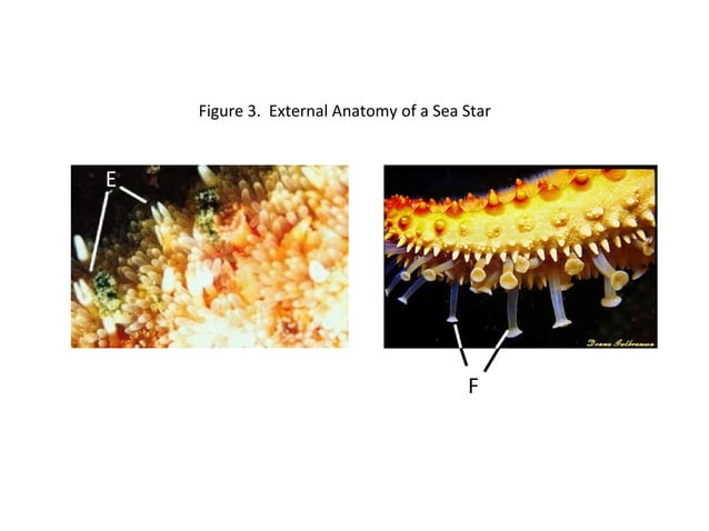 Sea star dissection powerpoint | PPT