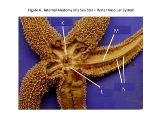 Figure 6. Internal Anatomy of a Sea Star – Water Vascular System
K
M
L
N
 