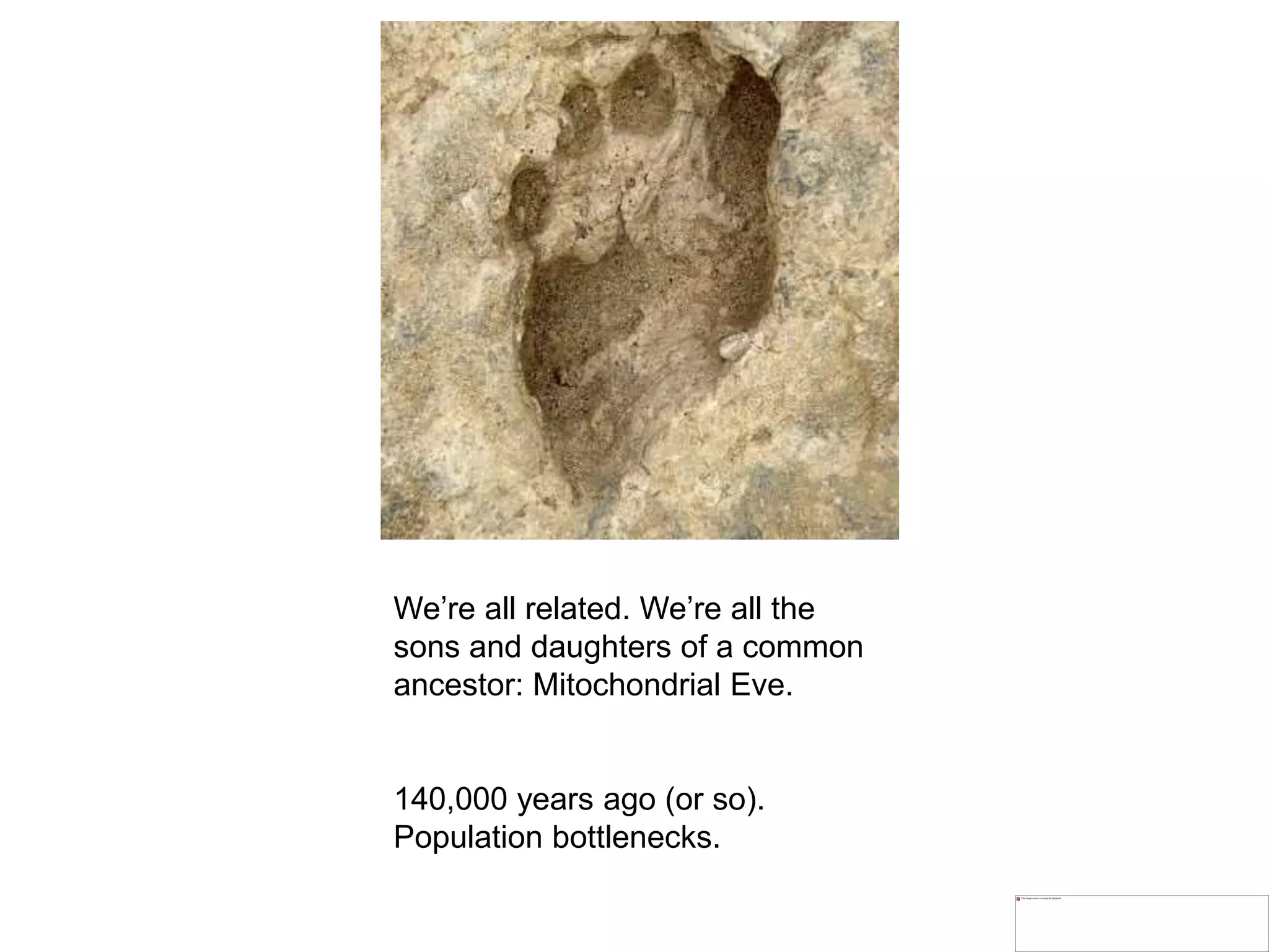 We’re all related. We’re all the
sons and daughters of a common
ancestor: Mitochondrial Eve.
140,000 years ago (or so).
Population bottlenecks.
 