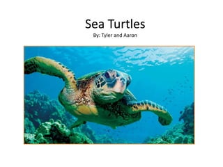 Sea Turtles
By: Tyler and Aaron
 