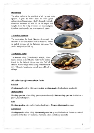 6 
Olive ridley 
The olive ridley is the smallest of all the sea turtle 
species. It gets its name from the olive green 
colouration of its carapace (shell). An adult typically 
measures between 62 and 70 cm in length and 
weighs about 35-45 kg. Juveniles are charcoal grey 
in colour, while adults are a dark greyish green. 
Australian flat back 
The Australian flat back (Natator depressa) is 
endemic to the continental shelf of Australia and is 
so called because of its flattened carapace. The 
adults weigh about 200 kg. 
The Kemp's ridley 
The Kemp’s ridley (Lepidochelys kempii) turtle 
is also known as the Atlantic ridley turtle and is 
found in the Atlantic Ocean and the Gulf of 
Mexico. Adults weigh about 50 kg and are about 
60 – 90 cm in length and closely resemble olive 
ridleys. 
Distribution of sea turtle in India 
Gujarat 
Nesting species: olive ridley, green .Non-nesting species: leatherback, hawksbill. 
Maharashtra 
Nesting species: olive ridley, green (unconfirmed). Non-nesting species: leatherback 
(rare), hawksbill (rare) 
Goa 
Nesting species: olive ridley, leatherback (rare) .Non-nesting species: green 
Karnataka 
Nesting species: olive ridley. Non-nesting species: green, leatherback. The three coastal 
districts of the state are Dakshina Kannada, Udipi and Uttara Kannada. 
 