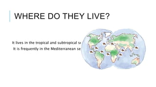 WHERE DO THEY LIVE?
It lives in the tropical and subtropical seas.
It is frequently in the Mediterranean sea.
 