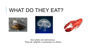 WHAT DO THEY EAT?
Sea turtles are omnivorous.
They eat jellyfish, crustaceous or others
 