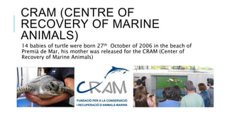 CRAM (CENTRE OF
RECOVERY OF MARINE
ANIMALS)
14 babies of turtle were born 27th October of 2006 in the beach of
Premià de Mar, his mother was released for the CRAM (Center of
Recovery of Marine Animals)
 