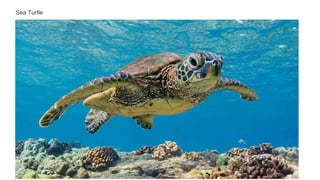 Sea Turtle
 