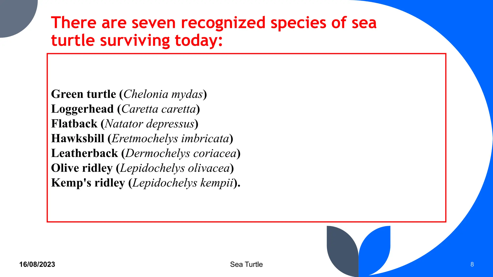 Sea Turtle Understanding the Biology, Habitat, Reproductive Biology and ...