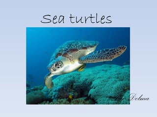 Sea turtles
By Delma
 