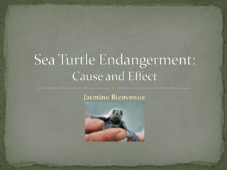 Jasmine Bienvenue Sea Turtle Endangerment:Cause and Effect 