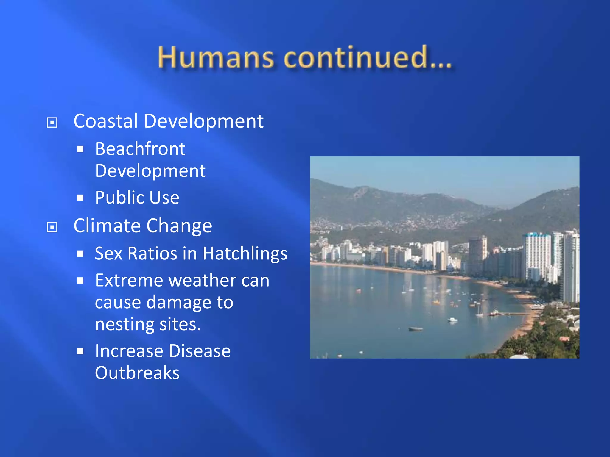 Humans continued…Coastal DevelopmentBeachfront DevelopmentPublic UseClimate ChangeSex Ratios in HatchlingsExtreme weather can cause damage to nesting sites.Increase Disease Outbreaks